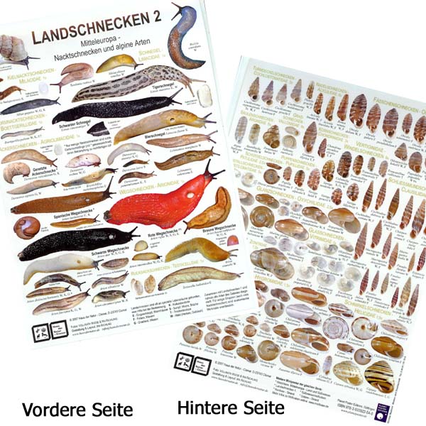 Chart "Landschnecken 2"